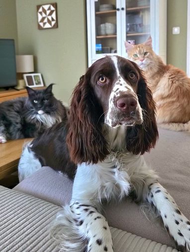 Auch Emmi hat Katzenfreunde